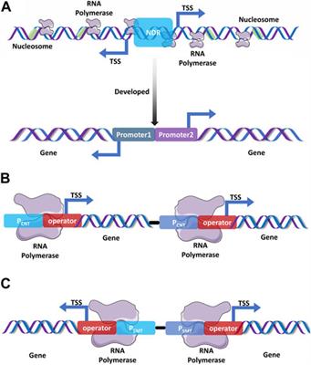 An outlook to sophisticated technologies and novel developments for metabolic regulation in the Saccharomyces cerevisiae expression system